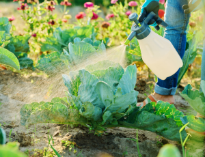 Pesticides