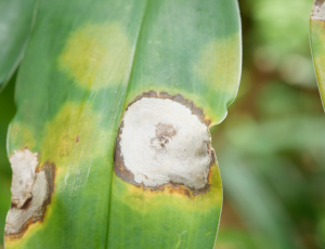 Fungicides