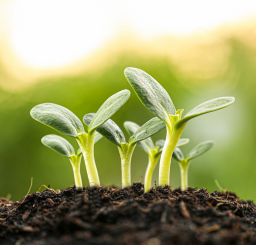 Healthy Crops and Agriculture Solutions