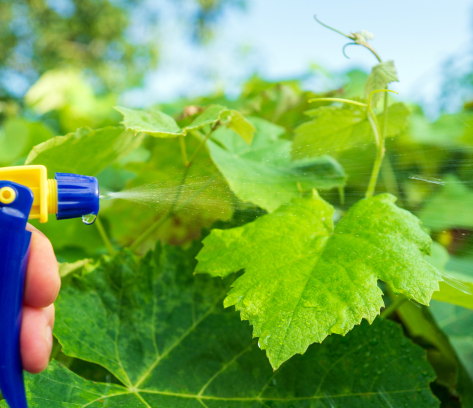Crop Protection